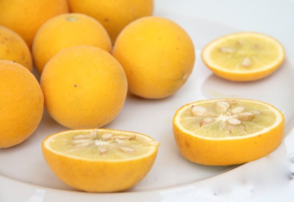 Orange "Dragon Volant" - photo ©aroline ©hampion