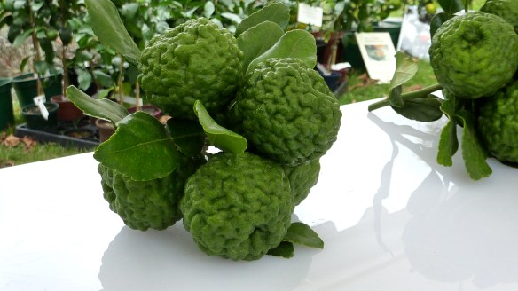 Combawa - photo ©aroline ©hampion Combawa - photo ©aroline ©hampion