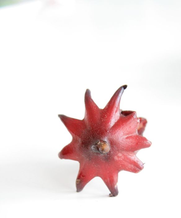 Fleur d'Orka - photo ©aroline ©hampion